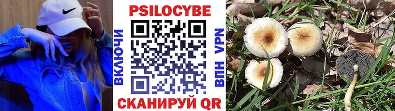 закладка  Болхов  Галлюциногенные грибы Cubensis 